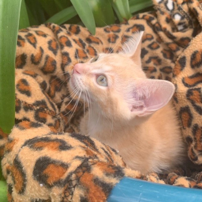 Photo of Lennox 💙🦕🔵