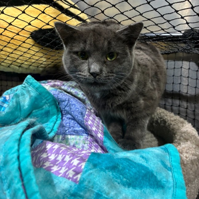 Photo of Teacup