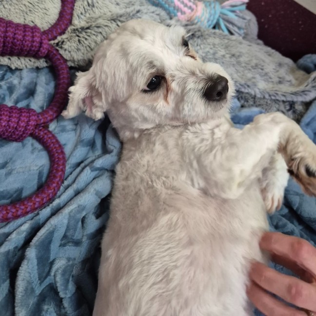 Photo of Taco
