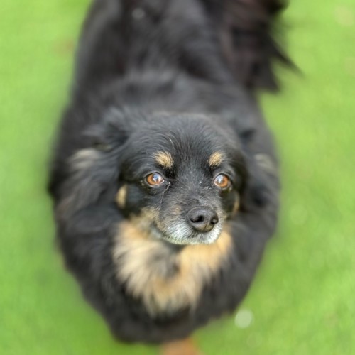 Nelly - German Spitz (Klein) Dog