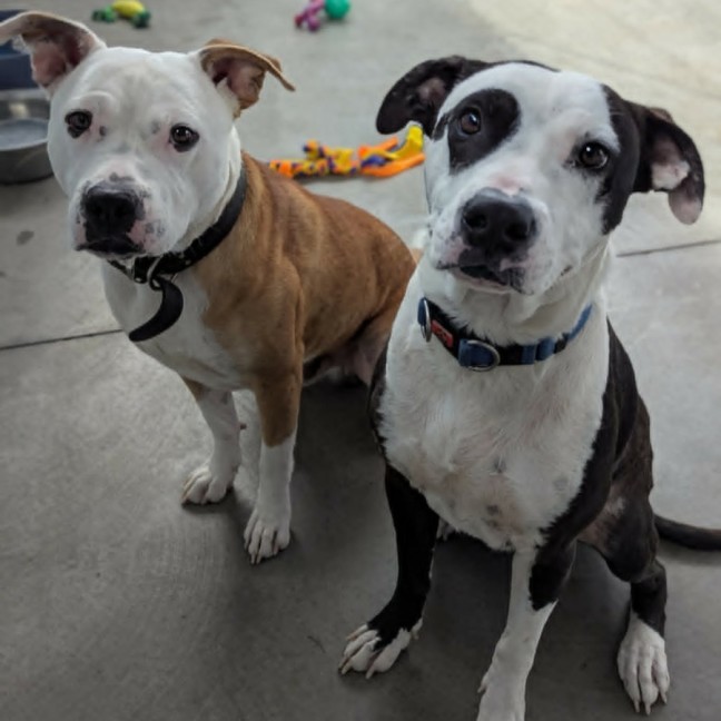 Photo of Patch & Chief
