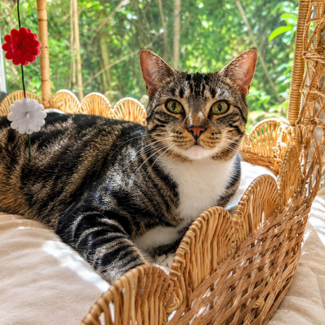 Photo of Cleo