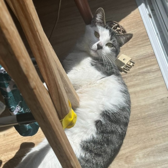 Photo of Jasper 💙