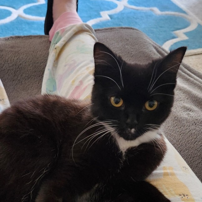 Photo of Lexie ^^Dandy Cat Rescue^^