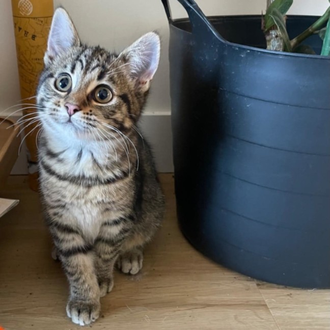 Photo of Pineapple   Located In Kensington