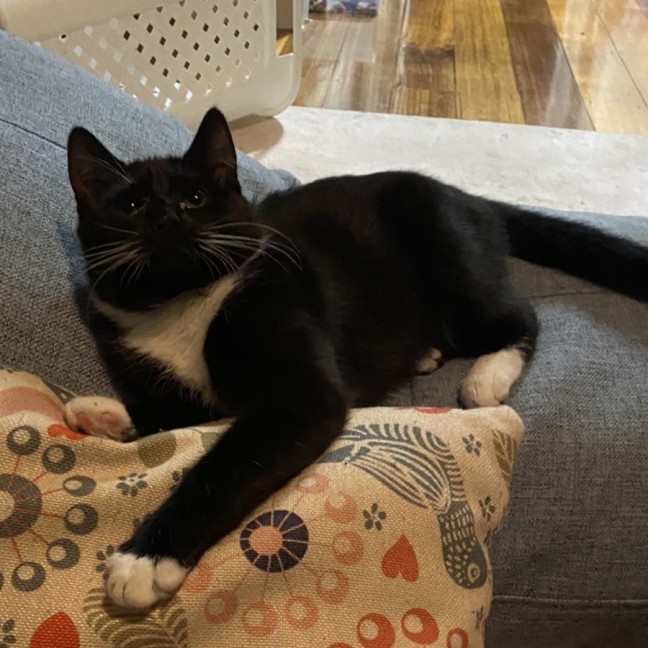 Photo of Bo