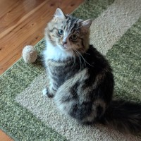 Photo of Muhma ( & Pumpkin) 2nd Chance Cat Rescue**