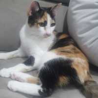 Photo of Mia Calico