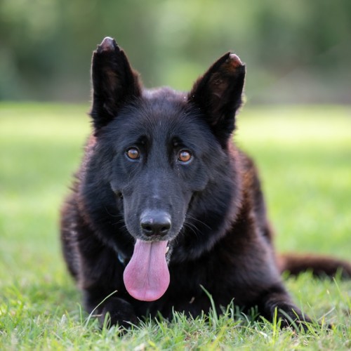 Hope - German Shepherd Dog