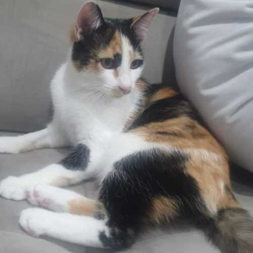 Mia Calico - Domestic Short Hair (DSH) Cat