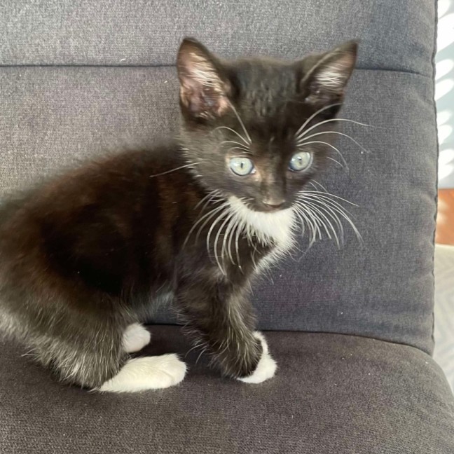 Photo of Sox