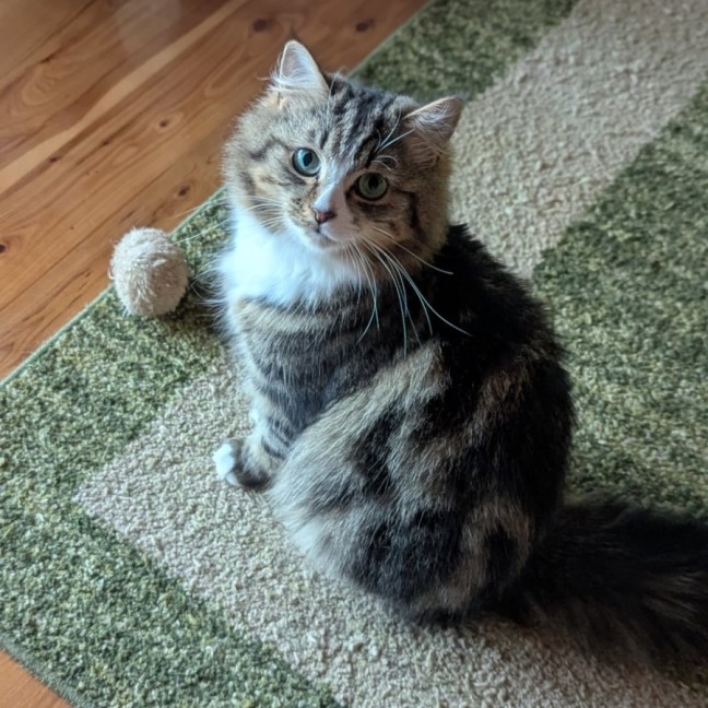 Photo of Muhma ( & Pumpkin) 2nd Chance Cat Rescue**