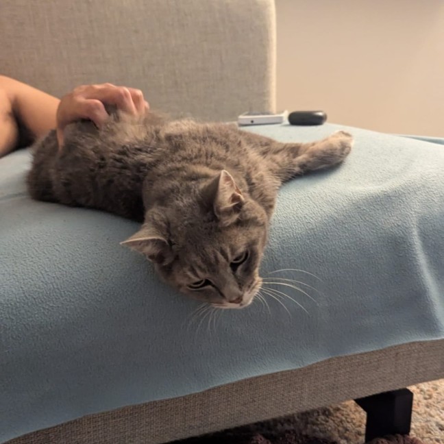 Photo of Dusty