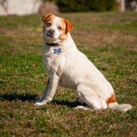 Photo of Milo