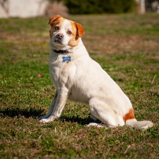 Photo of Milo