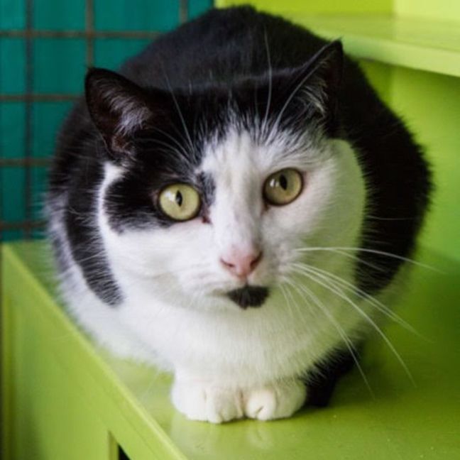 Photo of 💗 Amarina   Total Sweetheart 💗