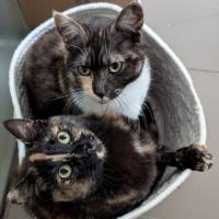 Photo of Peach & Mango 