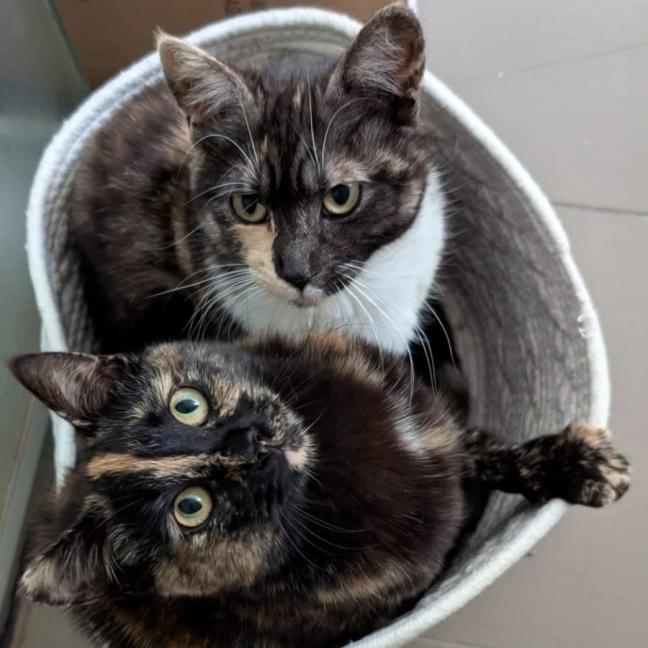 Photo of Peach & Mango 