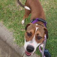 Photo of Sadie 