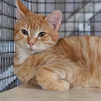 Photo of Bobby Singer