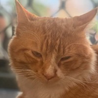 Photo of Foxy ** 2nd Chance Cat Rescue**