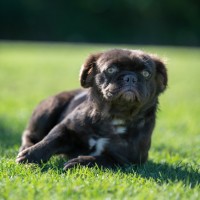 Photo of Ducky