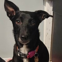 Photo of Chippy