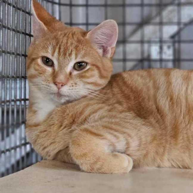 Photo of Bobby Singer