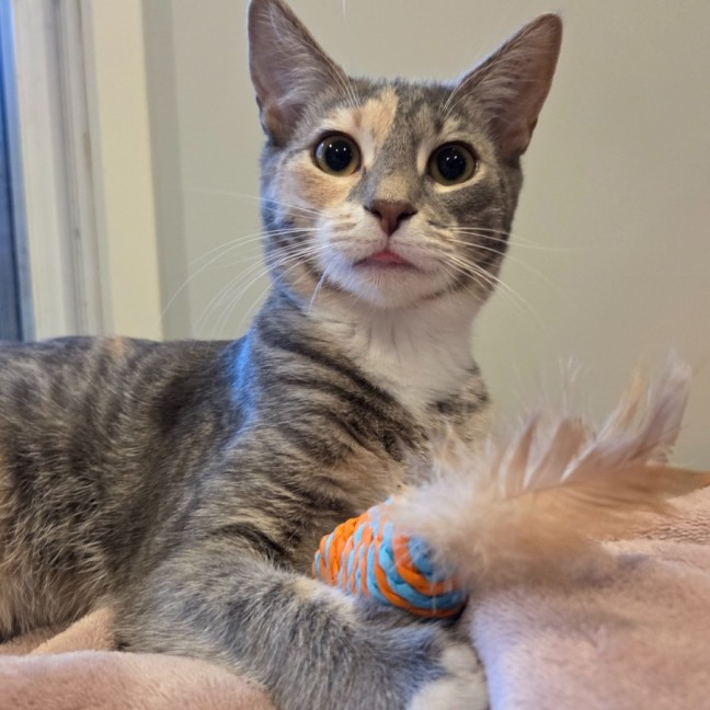 Photo of Paprika