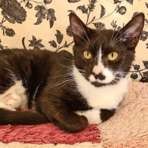 Mimi - Domestic Short Hair Cat