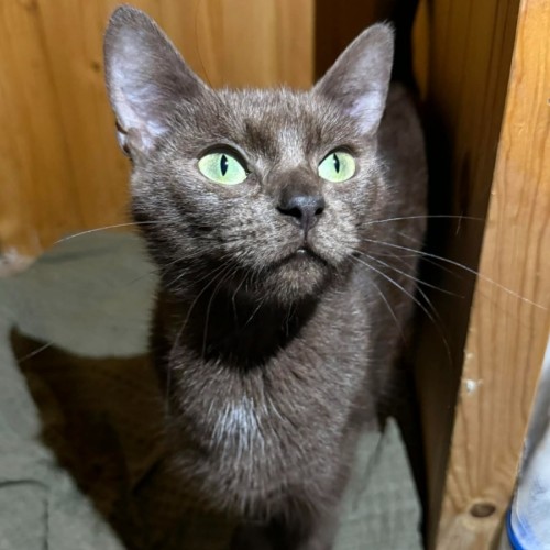 Duchess Blossom Whisperwind - Domestic Short Hair (DSH) Cat