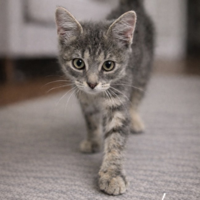 Photo of Lucy ⭐️🦋