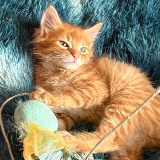 Photo of Marshall 🩵🧢🩵