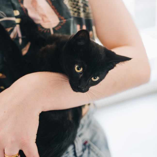 Photo of Parsley