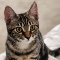 Photo of Miriam ^^Dandy Cat Rescue^^