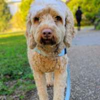 Photo of Pickles