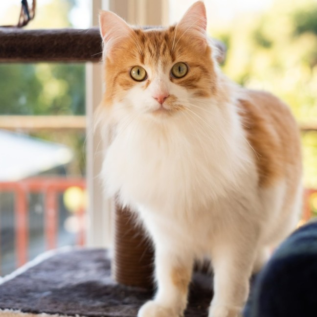 Photo of Fairy Cakes (Berry) 