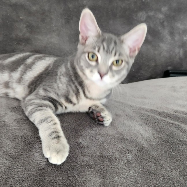 Photo of Jacob ^^Dandy Cat Rescue^^