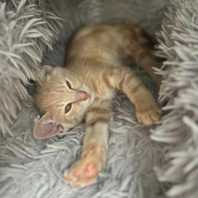 Photo of Bombora ** 2nd Chance Cat Rescue**