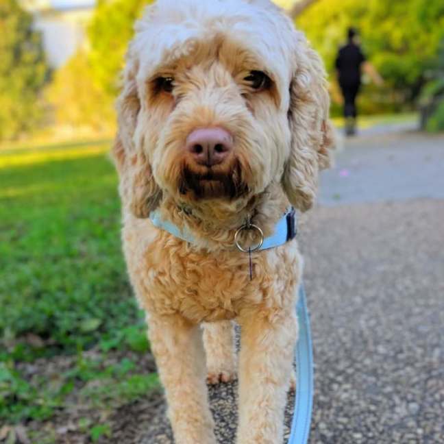 Photo of Pickles