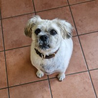 Photo of Ollie