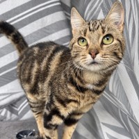 Photo of Farah