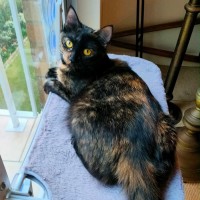 Photo of Calypso