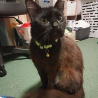 Photo of Lady
