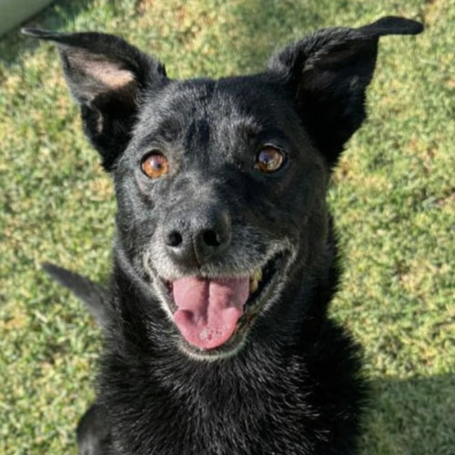 Ralsei - Australian Kelpie Dog