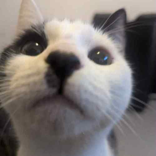 Scofflaw  - Domestic Short Hair (DSH) Cat