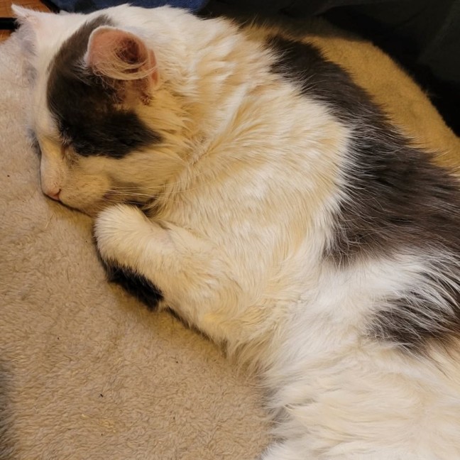 Photo of Walter 