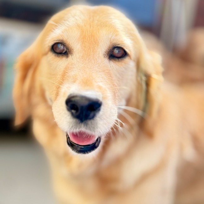 Photo of Lona