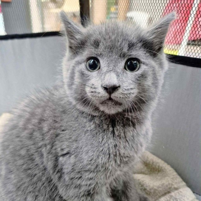 Photo of Harvey ** 2nd Chance Cat Rescue**