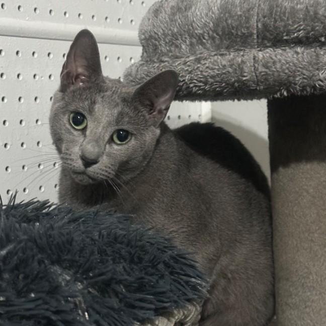 Photo of Samson 💫🐱👑